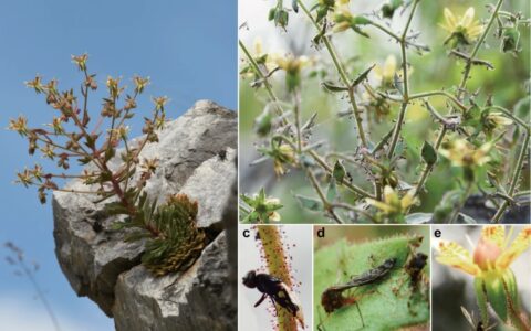 验证达尔文150年前科学猜想！食虫植物有了新成员