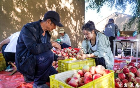 甘肃秦安：蜜桃丰收交易忙 魏店镇奏响秋日“甜蜜”增收曲