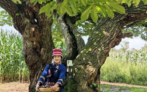 云南石林：“生态大哨”邀你赴一场五百年栗香之约